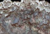 Mawsonia madaginia Plume Stromatolite - Australia #22486-1